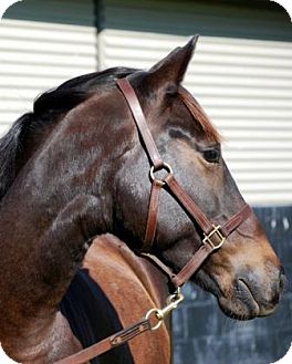 Quarterhorse Mix for Sale in Nicholasville, Kentucky - Winston Quarterhorse Mix for Sale in Nicholasville, Kentucky - Winston