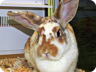 Other/Unknown Mix for Sale in Cheyenne, Wyoming - Gidget Other/Unknown Mix for Sale in Cheyenne, Wyoming - Gidget