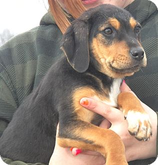 Beagle/Rottweiler Mix Puppy for Sale in Sussex, New Jersey - Rambo Beagle/Rottweiler Mix Puppy for Sale in Sussex, New Jersey - Rambo