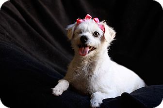 Maltese/Westie, West Highland White Terrier Mix Dog for Sale in San Diego, California - LUCY Maltese/Westie, West Highland White Terrier Mix Dog for Sale in San Diego, California - LUCY