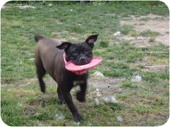 English Bulldog/Boxer Mix Dog for Sale in Foster, Rhode Island - Tenelle English Bulldog/Boxer Mix Dog for Sale in Foster, Rhode Island - Tenelle