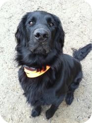 Flat-Coated Retriever Dog for Sale in Newtown, Connecticut - Bogie Flat-Coated Retriever Dog for Sale in Newtown, Connecticut - Bogie
