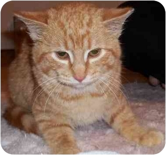 Domestic Shorthair Cat for Sale in Acme, Pennsylvania - Triscuit Domestic Shorthair Cat for Sale in Acme, Pennsylvania - Triscuit
