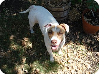 American Pit Bull Terrier/Jack Russell Terrier Mix Dog for Sale in Fort Worth, Texas - Freckles American Pit Bull Terrier/Jack Russell Terrier Mix Dog for Sale in Fort Worth, Texas - Freckles