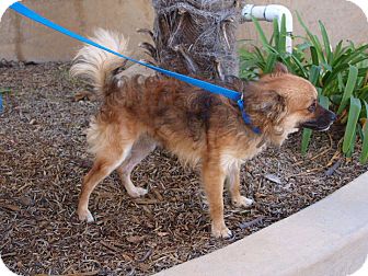 Pomeranian Mix Dog for Sale in Chula Vista, California - Dingo Pomeranian Mix Dog for Sale in Chula Vista, California - Dingo
