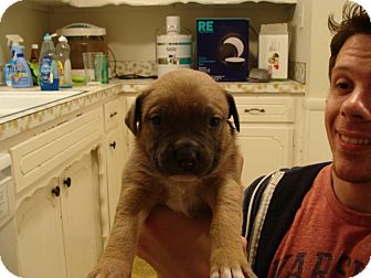 American Pit Bull Terrier Mix Puppy for Sale in Tulsa, Oklahoma - Un-named Puppy American Pit Bull Terrier Mix Puppy for Sale in Tulsa, Oklahoma - Un-named Puppy
