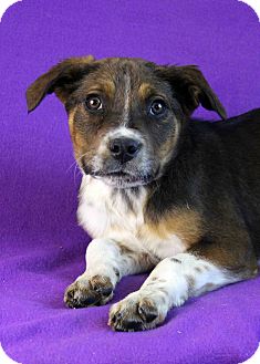 Shepherd (Unknown Type)/Australian Cattle Dog Mix Puppy for Sale in Westminster, Colorado - Natasha Shepherd (Unknown Type)/Australian Cattle Dog Mix Puppy for Sale in Westminster, Colorado - Natasha