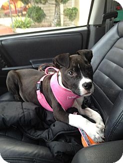 Labrador Retriever/American Staffordshire Terrier Mix Puppy for Sale in Los Angeles, California - *** Courtesy Post*** (Snoopy) Labrador Retriever/American Staffordshire Terrier Mix Puppy for Sale in Los Angeles, California - *** Courtesy Post*** (Snoopy)