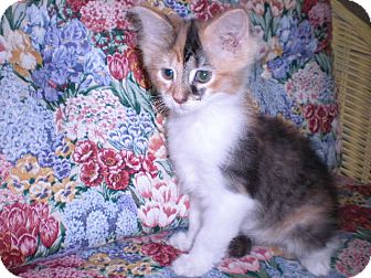 Calico Kitten for Sale in New Castle, Pennsylvania - Calico Kitten for Sale in New Castle, Pennsylvania -