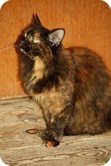 Domestic Mediumhair Cat for Sale in Dover, Ohio - Miss Missy Domestic Mediumhair Cat for Sale in Dover, Ohio - Miss Missy