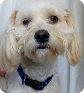 Cockapoo Mix Puppy for Sale in Thousand Oaks, California - Murry Cockapoo Mix Puppy for Sale in Thousand Oaks, California - Murry