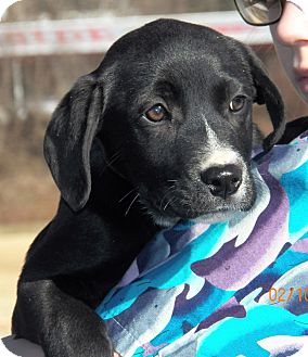 Border Collie/Labrador Retriever Mix Puppy for Sale in Sussex, New Jersey - Jeannie Border Collie/Labrador Retriever Mix Puppy for Sale in Sussex, New Jersey - Jeannie