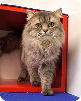Norwegian Forest Cat Cat for Sale in Colorado Springs, Colorado - Frodo Norwegian Forest Cat Cat for Sale in Colorado Springs, Colorado - Frodo