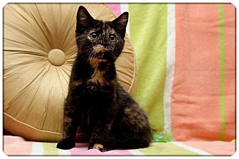 Domestic Shorthair Kitten for Sale in Sterling Heights, Michigan - Polly - ADOPTED! Domestic Shorthair Kitten for Sale in Sterling Heights, Michigan - Polly - ADOPTED!
