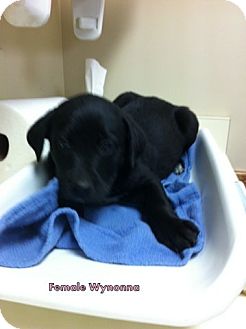 Labrador Retriever Mix Puppy for Sale in Danbury, Connecticut - Wynona Labrador Retriever Mix Puppy for Sale in Danbury, Connecticut - Wynona