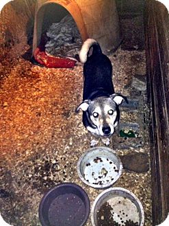 Beagle/German Shepherd Dog Mix Dog for Sale in Wanaque, New Jersey - diesel Beagle/German Shepherd Dog Mix Dog for Sale in Wanaque, New Jersey - diesel