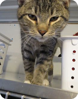 Domestic Shorthair Cat for Sale in Geneseo, Illinois - Booger Domestic Shorthair Cat for Sale in Geneseo, Illinois - Booger