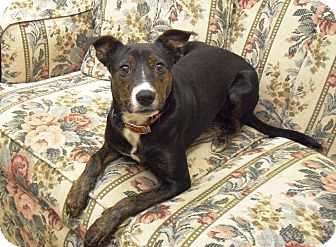 Terrier (Unknown Type, Small)/Chihuahua Mix Dog for Sale in Wickenburg, Arizona - Adell Terrier (Unknown Type, Small)/Chihuahua Mix Dog for Sale in Wickenburg, Arizona - Adell