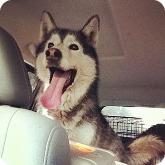 Husky Dog for Sale in Gainesville, Florida - Sasha Husky Dog for Sale in Gainesville, Florida - Sasha