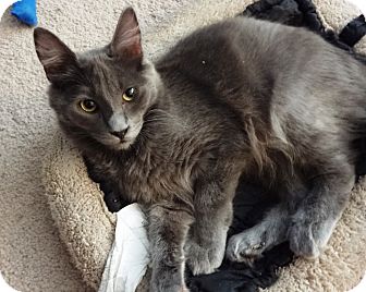 Russian Blue Kitten for Sale in Simi Valley, California - Dodge Russian Blue Kitten for Sale in Simi Valley, California - Dodge