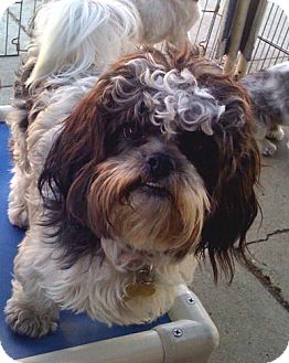 Havanese Mix Dog for Sale in Los Angeles, California - MICAH Havanese Mix Dog for Sale in Los Angeles, California - MICAH