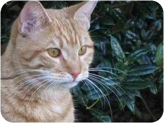 Domestic Shorthair Cat for Sale in Sun City Center, Florida - Mango Domestic Shorthair Cat for Sale in Sun City Center, Florida - Mango