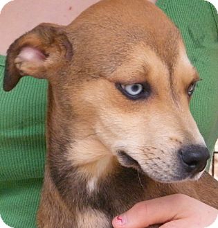Husky Mix Puppy for Sale in shelton, Connecticut - Naomi Husky Mix Puppy for Sale in shelton, Connecticut - Naomi