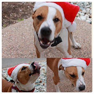 American Bulldog/Brittany Mix Dog for Sale in Westland, Michigan - Rooster American Bulldog/Brittany Mix Dog for Sale in Westland, Michigan - Rooster