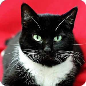 Domestic Shorthair Cat for Sale in Athens, Georgia - Fox Domestic Shorthair Cat for Sale in Athens, Georgia - Fox
