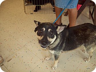 Norwegian Elkhound/Shiba Inu Mix Dog for Sale in Orlando, Florida - Simone Norwegian Elkhound/Shiba Inu Mix Dog for Sale in Orlando, Florida - Simone
