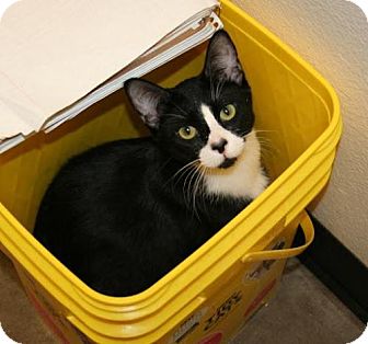 Bombay Kitten for Sale in Scottsdale, Arizona - Alex- Courtesy Post Bombay Kitten for Sale in Scottsdale, Arizona - Alex- Courtesy Post