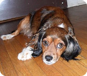 Cavalier King Charles Spaniel/Silky Terrier Mix Dog for Sale in Bedminster, New Jersey - Lady Bug Cavalier King Charles Spaniel/Silky Terrier Mix Dog for Sale in Bedminster, New Jersey - Lady Bug