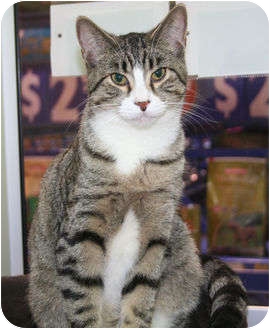Domestic Shorthair Cat for Sale in Edmonton, Alberta - Joey Domestic Shorthair Cat for Sale in Edmonton, Alberta - Joey