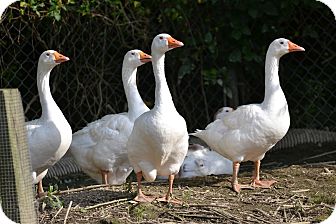 Goose for Sale in Indian Trail, North Carolina - The Gang of 5 Geese Goose for Sale in Indian Trail, North Carolina - The Gang of 5 Geese
