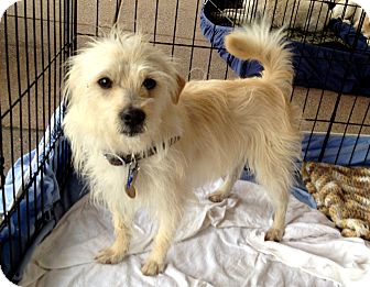 Maltese/Terrier (Unknown Type, Small) Mix Dog for Sale in Chandler, Arizona - Kenny Maltese/Terrier (Unknown Type, Small) Mix Dog for Sale in Chandler, Arizona - Kenny