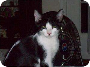 Domestic Shorthair Cat for Sale in Medford, New Jersey - Skunky Domestic Shorthair Cat for Sale in Medford, New Jersey - Skunky