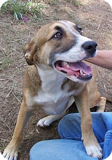 Boxer/Labrador Retriever Mix Dog for Sale in Conway, Arkansas - Bo Boxer/Labrador Retriever Mix Dog for Sale in Conway, Arkansas - Bo