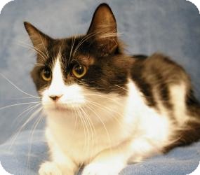 Domestic Mediumhair Cat for Sale in Sacramento, California - Jack Domestic Mediumhair Cat for Sale in Sacramento, California - Jack
