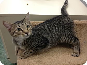 Domestic Shorthair Kitten for Sale in Mesa, Arizona - Louise Domestic Shorthair Kitten for Sale in Mesa, Arizona - Louise