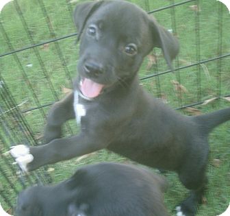 Border Collie/American Staffordshire Terrier Mix Puppy for Sale in Phoenix, Arizona - pumpernickel Border Collie/American Staffordshire Terrier Mix Puppy for Sale in Phoenix, Arizona - pumpernickel