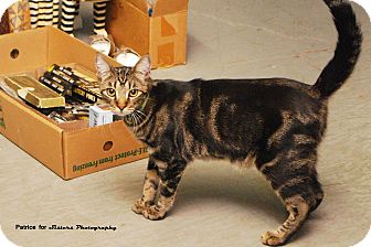 Domestic Shorthair Cat for Sale in Lincoln, Nebraska - Blake Domestic Shorthair Cat for Sale in Lincoln, Nebraska - Blake