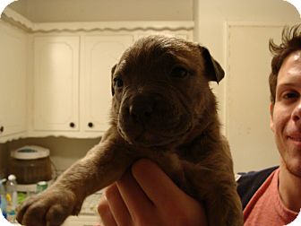 American Pit Bull Terrier Mix Puppy for Sale in Tulsa, Oklahoma - Un-named Puppy American Pit Bull Terrier Mix Puppy for Sale in Tulsa, Oklahoma - Un-named Puppy