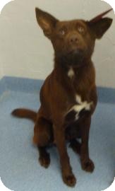 German Shepherd Dog/Labrador Retriever Mix Dog for Sale in Gainesville, Florida - Rex German Shepherd Dog/Labrador Retriever Mix Dog for Sale in Gainesville, Florida - Rex