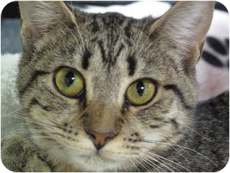 Domestic Shorthair Cat for Sale in Port Republic, Maryland - Tink Domestic Shorthair Cat for Sale in Port Republic, Maryland - Tink