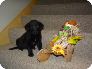 Labrador Retriever Mix Puppy for Sale in Marlton, New Jersey - Fritz and Hemingway Labrador Retriever Mix Puppy for Sale in Marlton, New Jersey - Fritz and Hemingway