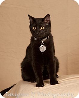 Domestic Shorthair Cat for Sale in Edmond, Oklahoma - Julius Domestic Shorthair Cat for Sale in Edmond, Oklahoma - Julius