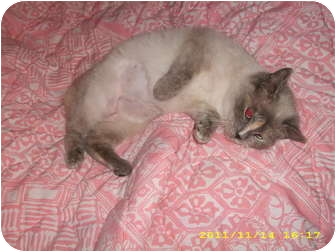 Manx Kitten for Sale in Simpsonville, South Carolina - Annabel Manx Kitten for Sale in Simpsonville, South Carolina - Annabel