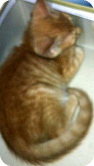 Domestic Shorthair Kitten for Sale in Jacksonville, Florida - Percy Domestic Shorthair Kitten for Sale in Jacksonville, Florida - Percy