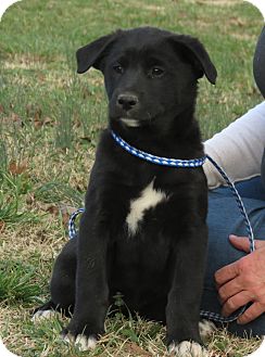 Labrador Retriever/Border Collie Mix Puppy for Sale in Glastonbury, Connecticut - Tooney~adopted~ Labrador Retriever/Border Collie Mix Puppy for Sale in Glastonbury, Connecticut - Tooney~adopted~