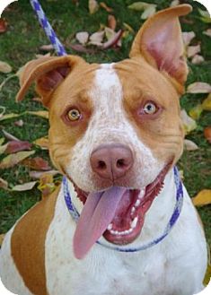 American Pit Bull Terrier Mix Dog for Sale in Red Bluff, California - JD-URGENT-$45 adoption fee American Pit Bull Terrier Mix Dog for Sale in Red Bluff, California - JD-URGENT-$45 adoption fee
